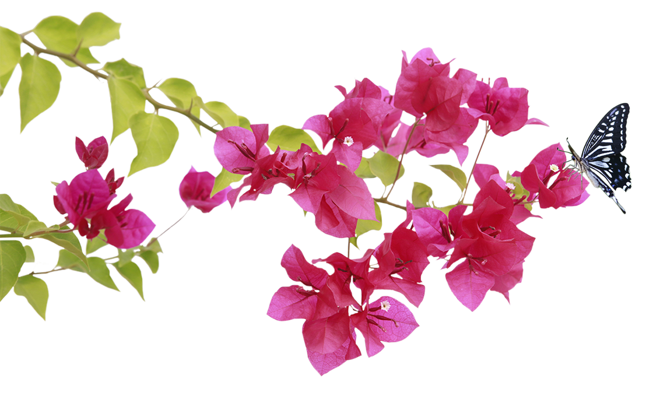 mariposa-bouganvilla